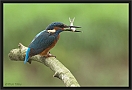 ijsvogel DSC_0025-01